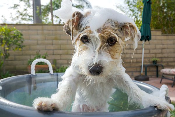 a dog bathing in a tub